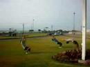 wildcats (herzon) practica de rutina