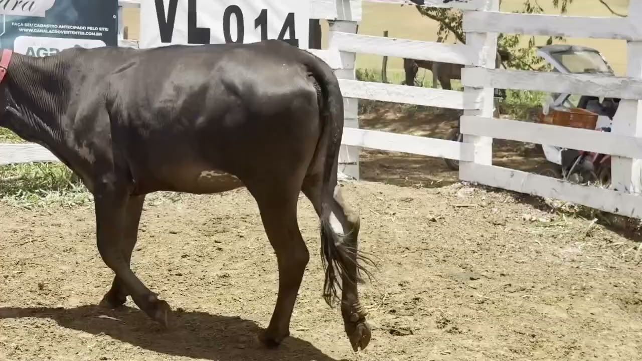 Lote 14 - 1 Garrota 3/4 Guzerá; Br 037 Am