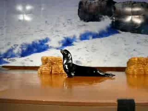 hong_kong-ocean_park-sea_lion.MOV