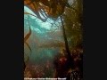 videos de Forest and climate change