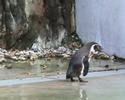 Battery - Pinguine - NTI Battery - Pinguine - NTI