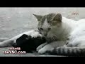 YouTubeサムネイル[ruXvmsiMsbM] - 1枚目