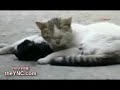 YouTubeサムネイル[ruXvmsiMsbM] - 2枚目