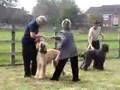 Afgano video