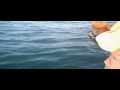 DaParson - Huge Jack Crevalle
