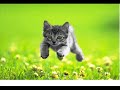 Pussycat Dolls – dont chaaaa