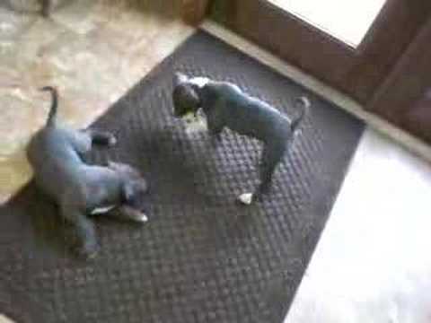 blue pitbull