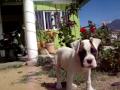 PERROS BOXER
