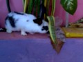 conejo comiendo plastico.3gp