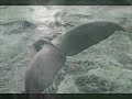 Right Whale Ship Strike