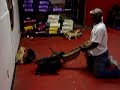 Presa Canario Puppies 2