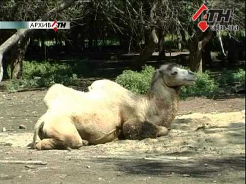 Смотреть видео