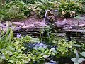 backyard pond backyard pond
