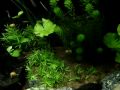 Aquário plantado inspirado nos rios da Serra da Bodoquena, em Bonito no estado do Mato Grosso do Sul, região centro-oeste do Brasil / Aquarium planted based on the rivers of the Sierra Bodoquena, in Bonito in the state of Mato Grosso do Sul, region central west of Brazil. 