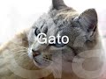 Caf� com Letras