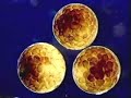 Development of egg cells