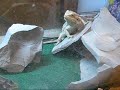 This video is of my bearded dragons viv