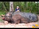 Hogzilla 11yr old Kills an 1150 lb wild hog!!