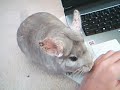 Chinchillas