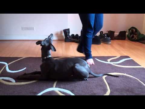 how to train whippets