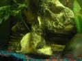 mi acuario
