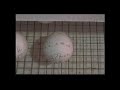 Quail chick hatching Quail chick hatching