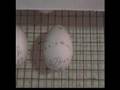 Quail chick hatching