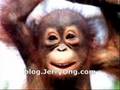 Happy Birthday to You! Monkey version
