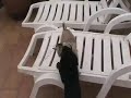 8 Rottweiler Puppies 7 weeks old eat pancakes