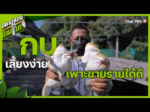 กบ เลี้ยงง่าย เพาะขายรายได้ดี