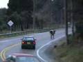 Vaca en medio de la carretera