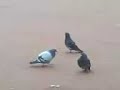 Dancing Pigeon