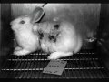 La cruauté envers les animaux,une triste réalité La cruauté envers les animaux,une triste réalité