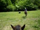 Me stirrupless on the flat. Me stirrupless on the flat.