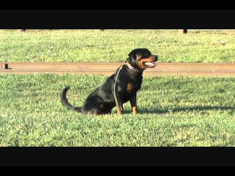 rott