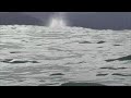 Sperm Whale