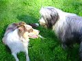 Spelen met Pepper in Ulvenhout Spelen met Pepper in Ulvenhout