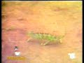 video divertenti Animali 2