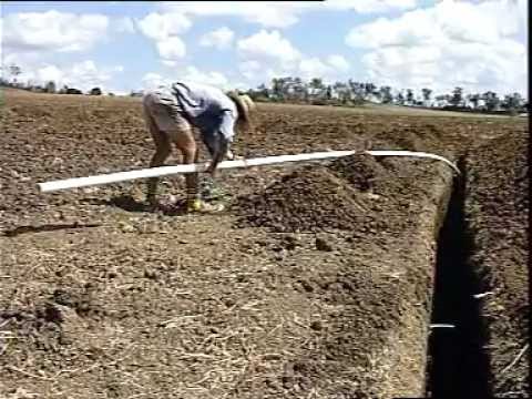 how to fertilize sugar cane