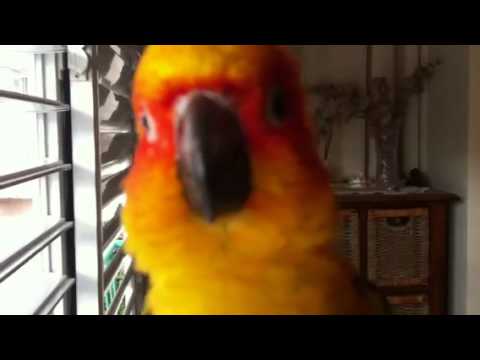 Rico the sun conure talking Rico the sun conure talking