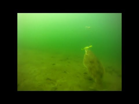 Bucktail Flounder Fishing - Underwater Drift View