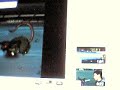 AQW linshen playing with gedrick and lance