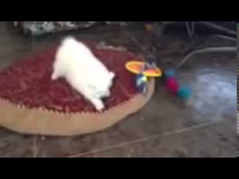 Miss Yellow Tia in her video debut