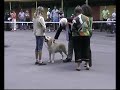 кобель Лабрадора-ретривера на вязку www.mastiff-dog.com