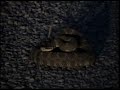 snake snake