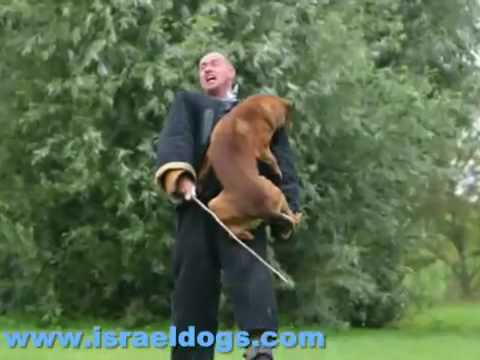 PERROS DE ATAQUE - http://www.paseadoresdeperros.es Adican (adiestramiento canino) les muestra un video excelente donde usted puede disfrutar de verdadero perros de ataque bien...