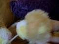 videos de petunia and cutia playing with my hamster