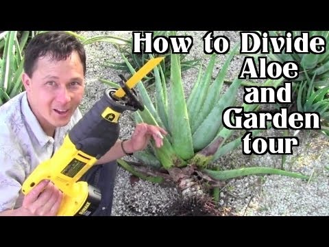 how to replant a aloe vera plant
