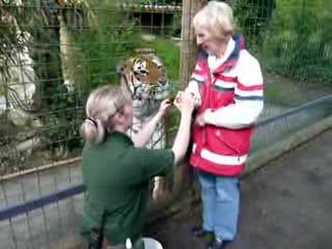 Tiger feeding wildlife paradise Rocky Park @