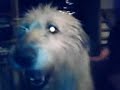 Our lovely dog